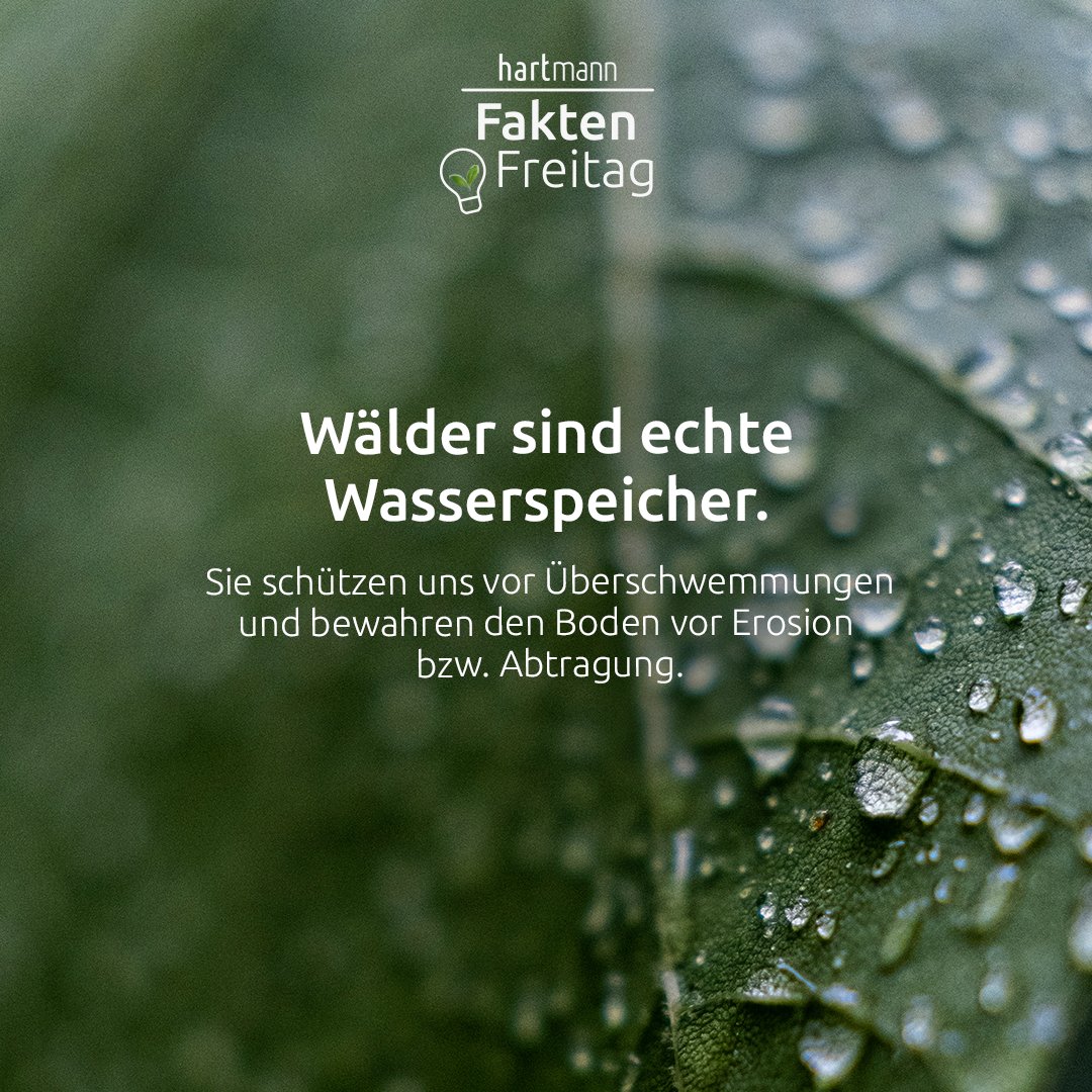 Wälder übernehmen viele wichtige Funktionen im Kreislauf der Natur. Um diesen wertvollen Ort zu erhalten, pflanzen wir für jeden für unsere Produktion gefällten Baum einen Neuen. Das entspricht etwa 7.000 Bäumen pro Jahr. #FaktenFreitag