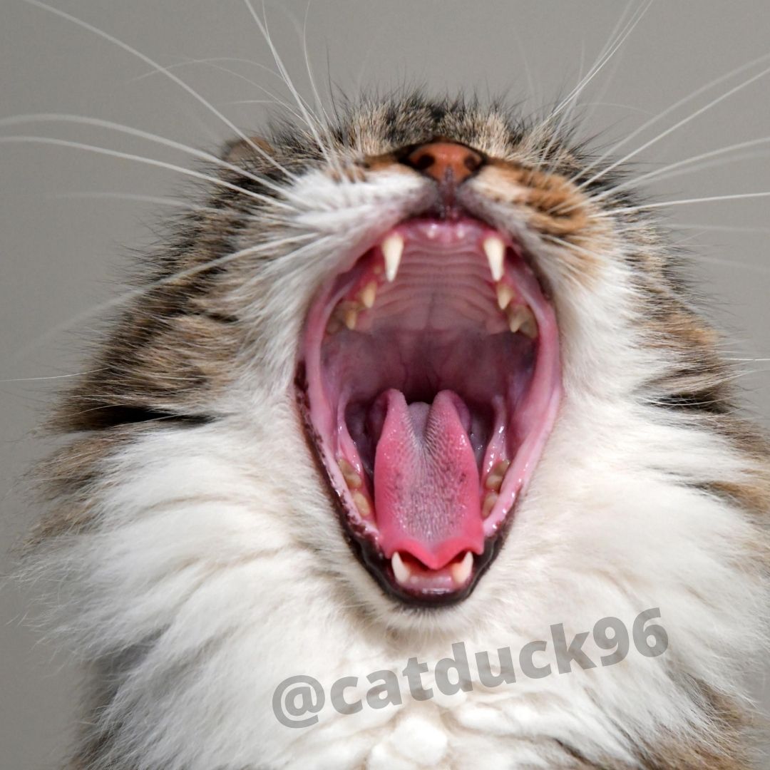 Catduck96's tweet photo. “There are two means of refuge from the miseries of life: music and cats.”
#cat #cats #catmodel #catlovers #CatsOfTwitter #cats https://t.co/efLx2ih3vq