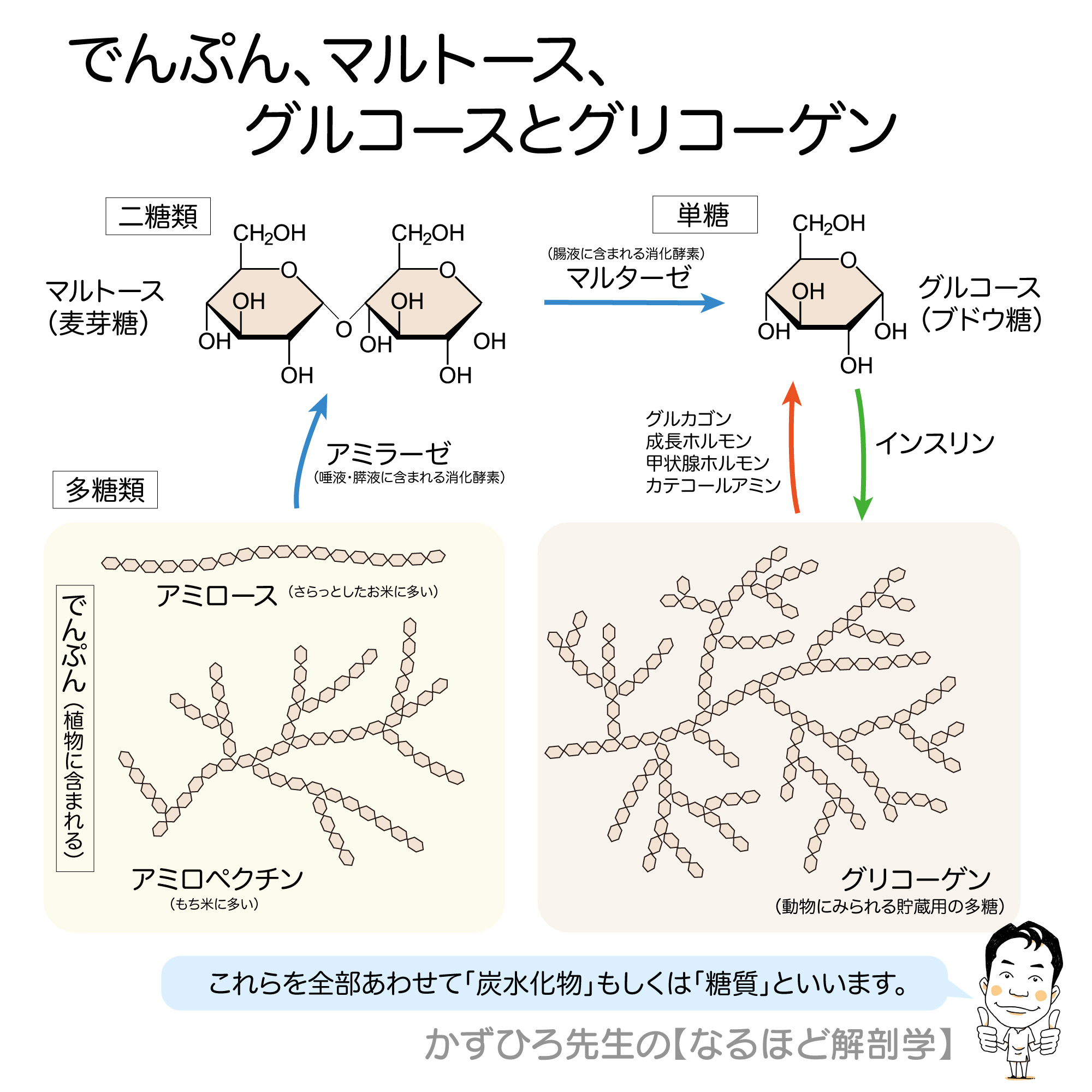 デンプン多糖類