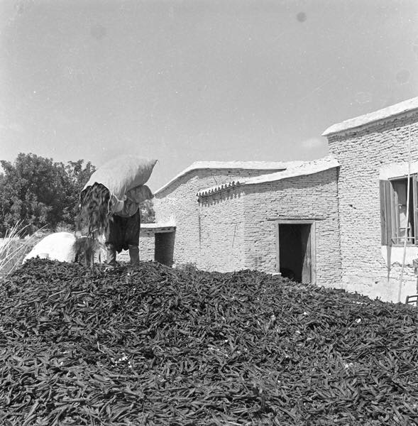 Blueyonetwo's tweet photo. The starting point of the carob trade/ Picking the pods/ Drying them in the sun/Strong #Cyprus sun/
Harnip ticaretinin baslangic noktasi/ Haprniplarin toplanip gunese serilmesi/ Yakan,sicak #Kibris gunesi https://t.co/nGIy8QvHVk