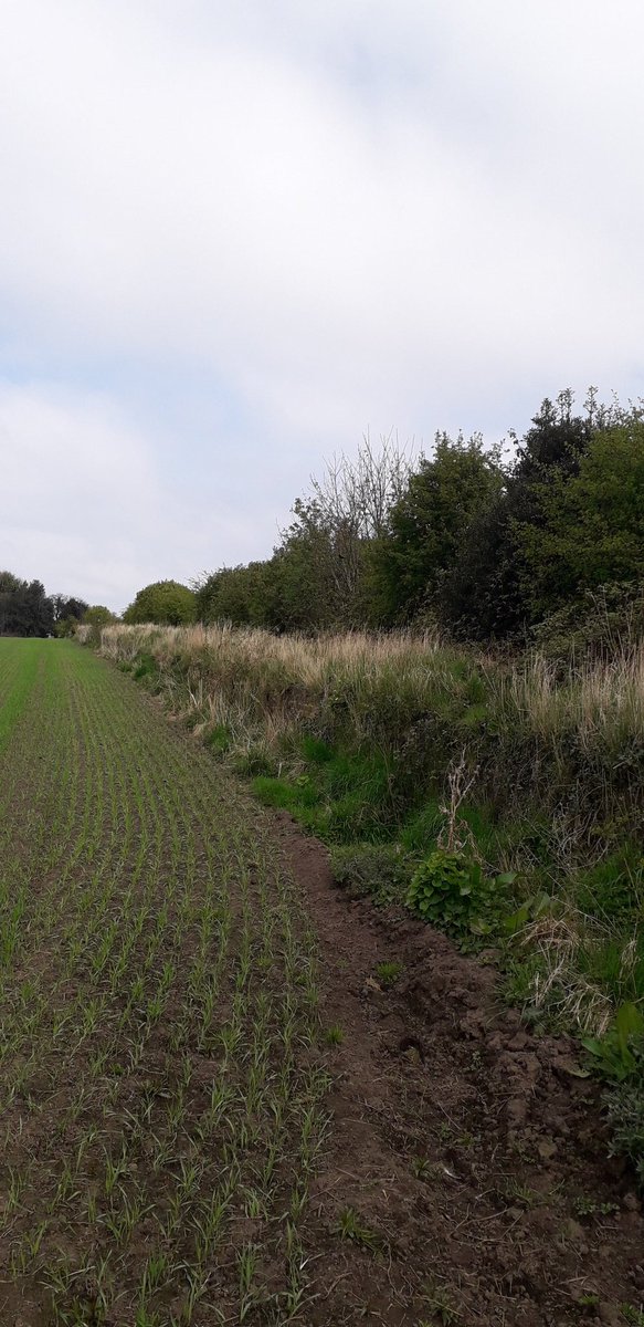 aljaroo1874's tweet photo. Managed to snatch a #Run around #Newhailes this afternoon.
This is #LadiesWalk an 18th century raised walkway. The purpose was to avoid the mud and grazing animals before they reached a further raised platform with 360 views of the #Forth & beyond.
#TrailRunning
#RunAndLearn https://t.co/TS2cJCvlN3
