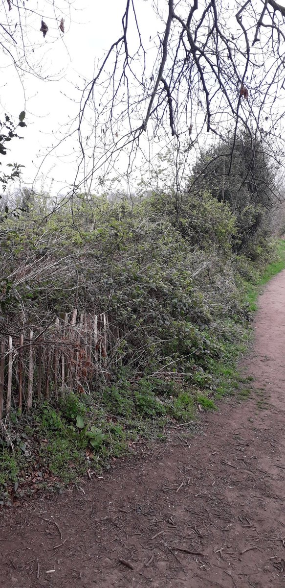 aljaroo1874's tweet photo. Managed to snatch a #Run around #Newhailes this afternoon.
This is #LadiesWalk an 18th century raised walkway. The purpose was to avoid the mud and grazing animals before they reached a further raised platform with 360 views of the #Forth & beyond.
#TrailRunning
#RunAndLearn https://t.co/TS2cJCvlN3