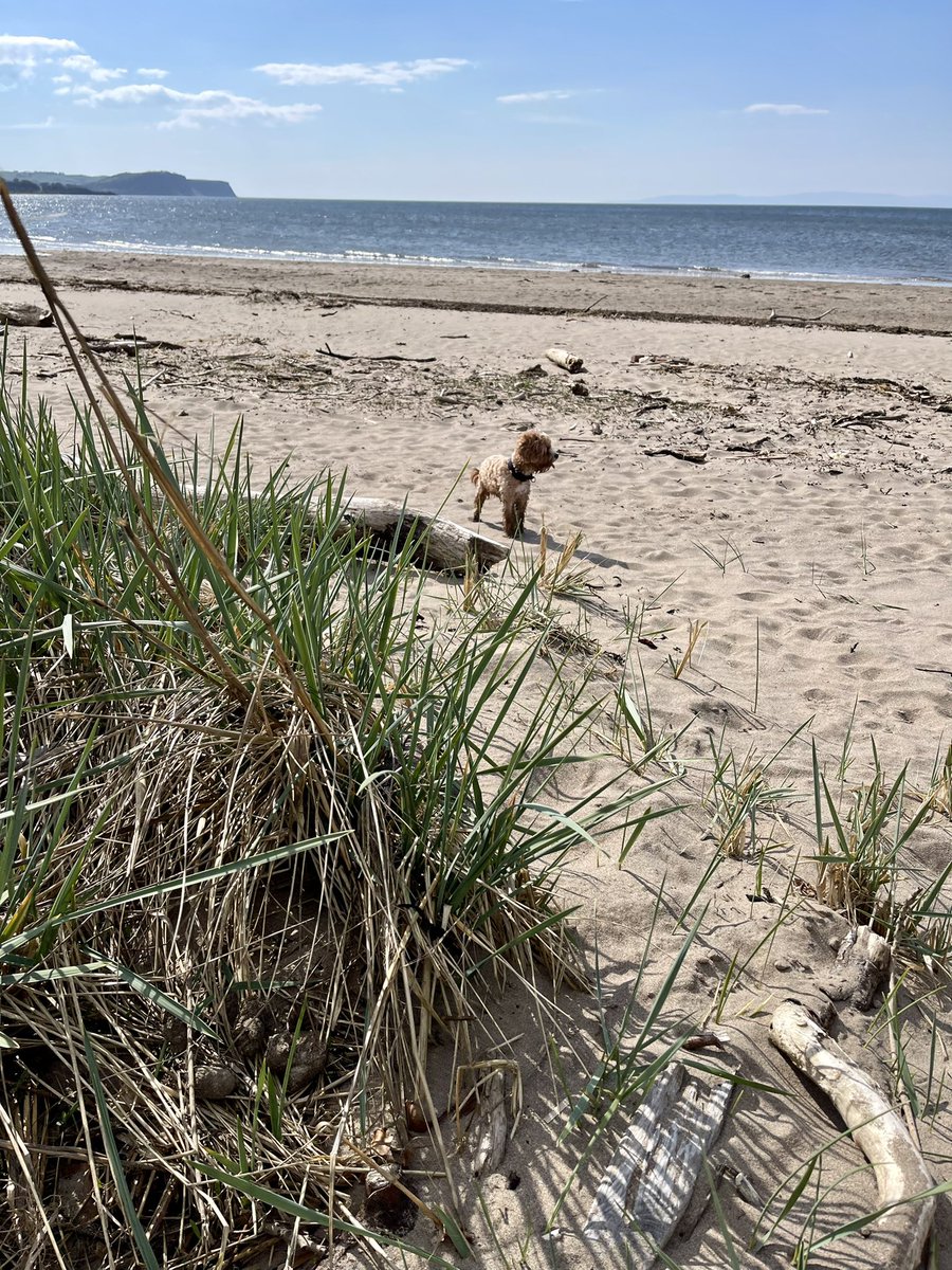 Taking some time out to enjoy the weather☀️ #Ayrbeach #cavapoolove