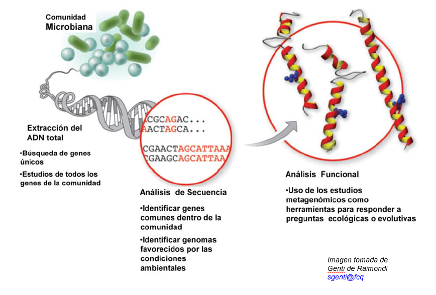 MEGA_ULE's tweet photo. Y es que cada vez más estudios apoyan eso “dime qué bacterias tienes y te diré..” Este trabajo también nos muestra una de las nuevas estrategias -ómicas para el estudio de caracteres complejos. Esperamos que hayais aprendido tanto como nosotros! #genomics #metagenome @unileon https://t.co/Kl9iQXSQml