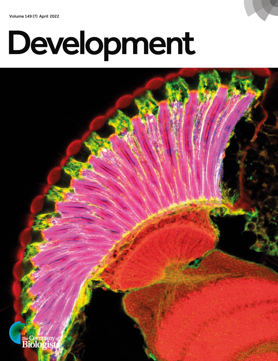 Dev_journal's tweet photo. Issue 7 is complete!

The cover image is a horizontal section through a Drosophila eye showing the corneal lenses and their attachments to the pigment cells and rhabdomeres. See the full Research Article from Hongsu Wang, Jessica Treisman and colleagues

https://t.co/keKBy1bROx https://t.co/gUtsa4O1kn