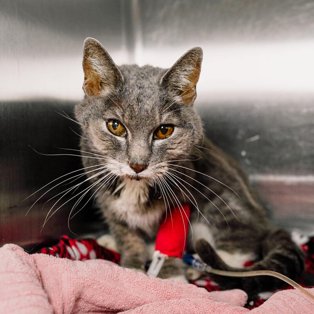 Humane Society of North Texas tweet media