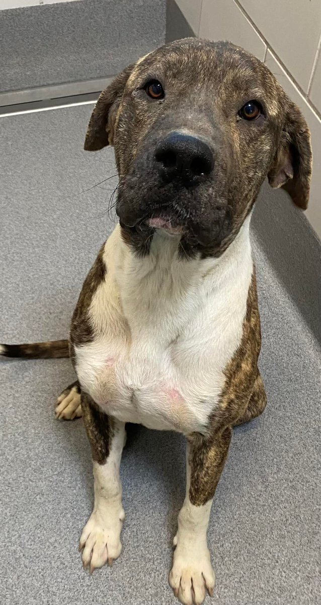 Humane Society of North Texas tweet media