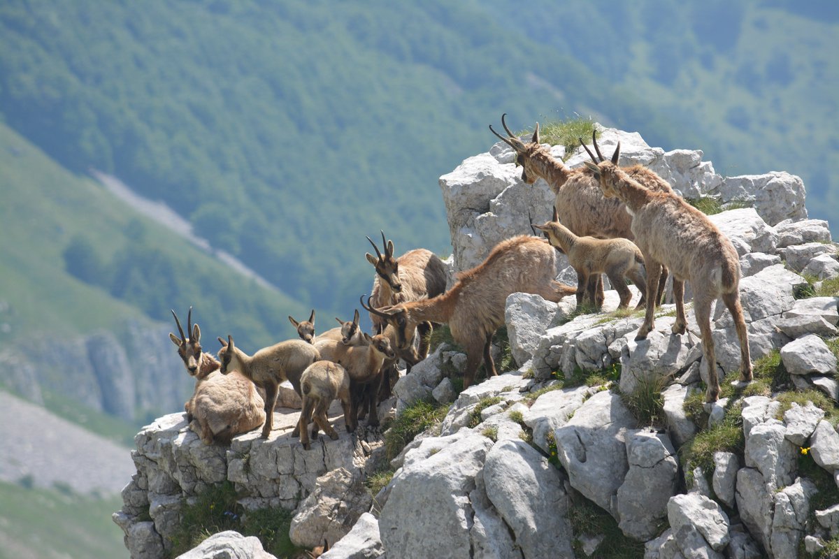 Il <a href="/parcoabruzzo/">Parco Abruzzo</a> compie 💯anni
Per celebrare questo anniversario, da domani pomeriggio al 24 aprile "100 anni insieme per la Natura" all'Auditorium Parco della Musica di Roma, alla presenza del Presidente della Repubblica, Sergio Mattarella 100anniparchi.it
#abruzzo