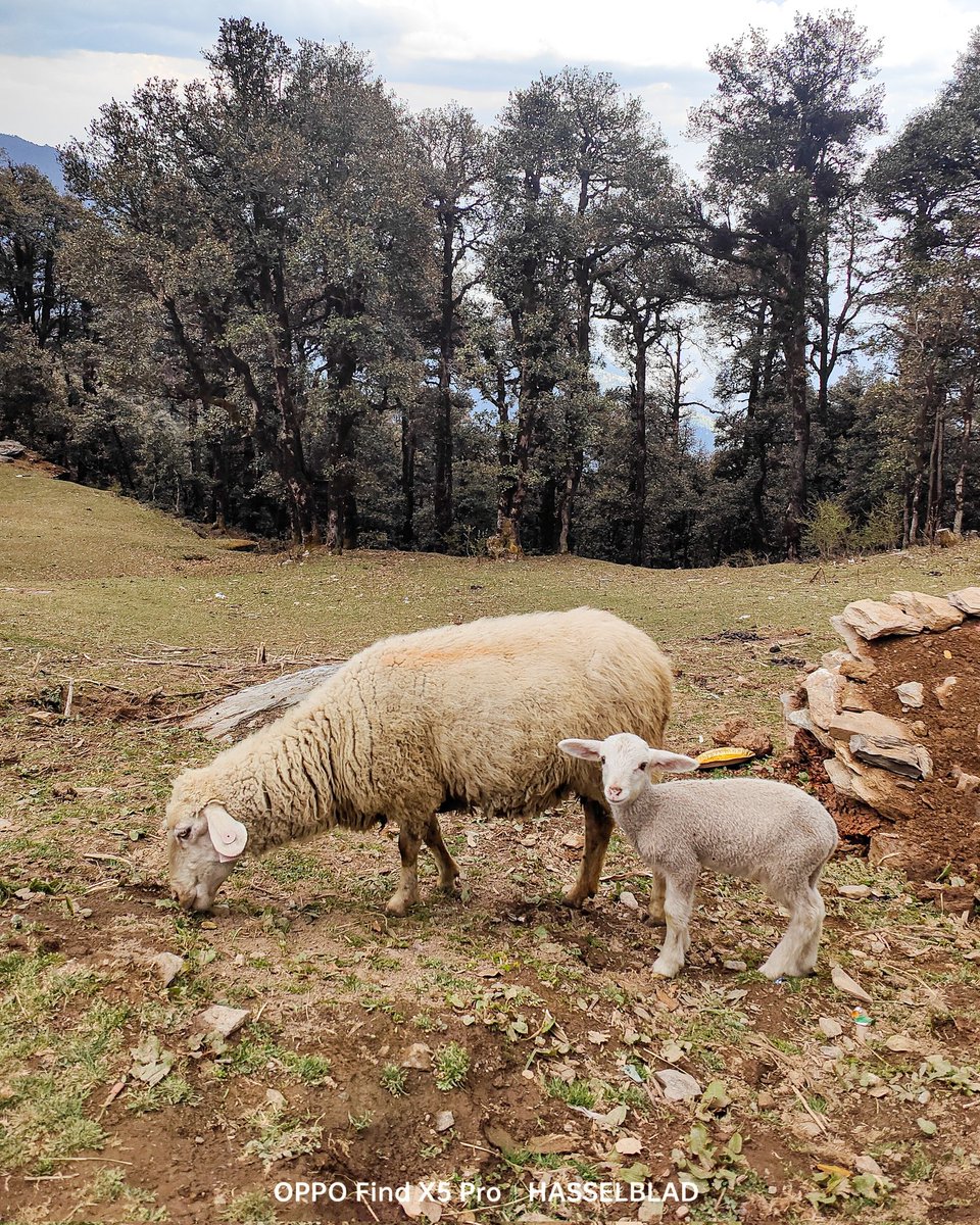 I Am Literally Amazed By The Quality. 
#OPPOPetPortraits #ShotOnOPPO
#OPPOFindx5series #oppoFindX5Pro #OppoAmbassadors  <a href="/oppo/">OPPO</a> <a href="/Hasselblad/">Hasselblad</a>