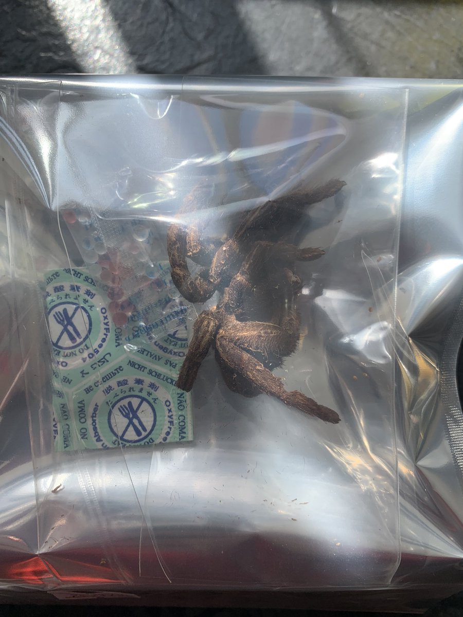 machineXsnake's tweet photo. SNEKS…
IT ARRIVED…
TOMORROW NIGHT… 7:30PM BST
https://t.co/qhiKVuXWzk
#twitch #ChallengeAccepted #spider #TwitchStreamers #spiderChallenge
#twitchaffiliate #horror https://t.co/XyXUq6tCUb