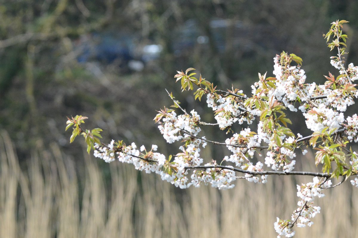 Cotehele NT tweet media