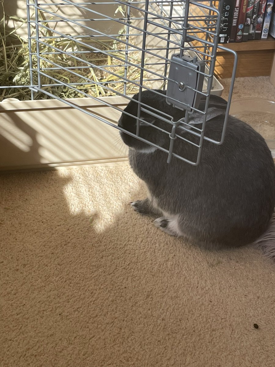 mrsbunnyw's tweet image. Am hiding again