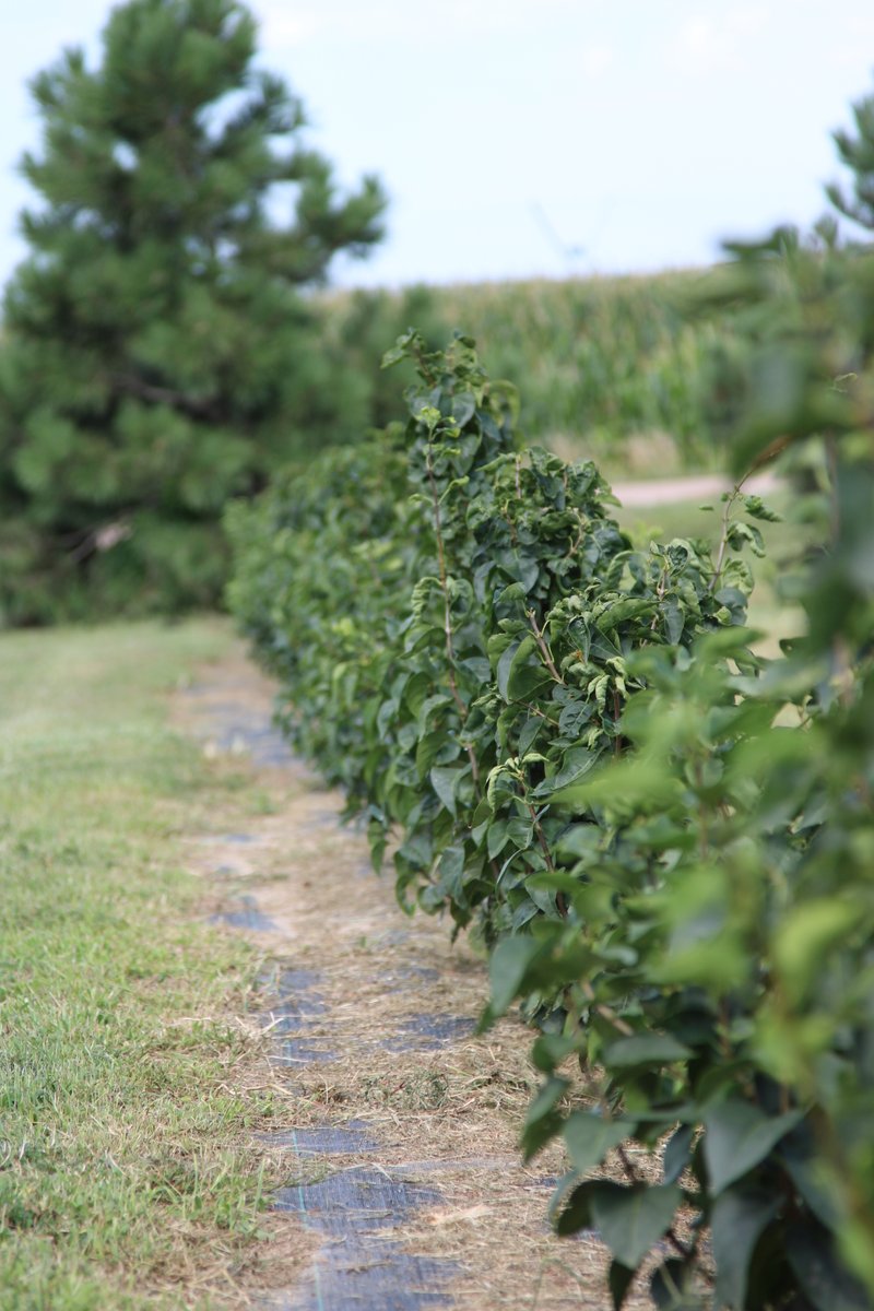 LowerElkhornNRD's tweet photo. Interested in planting trees?  We'll be cleaning out the tree cooler on Arbor Day, with our annual tree sale!  Stop by Maskenthine Lake, north of Stanton, from 8:30 a.m. - 11 a.m. on Friday, April 29 - Bundles of 25 trees are $24 - #ArborDay2022 #ConservationTrees #lenrd1972 https://t.co/wbFfWXXrDZ