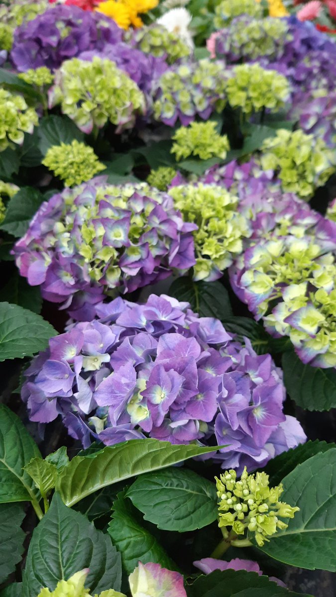 PaolassoUmberto's tweet photo. GM from my garden 😊🌳

Today I went to a flower shop to buy a Ortensia for my grandmother🌸👵

How was your day? Only 6 followers and we are 1500💚🌸

#NFTCommunity #nftcollector #nftphotography #Flowers #pixelart #nature #ProjectPlaNFTs https://t.co/KDk4CWxurZ