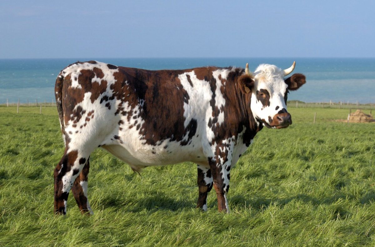 ademe's tweet photo. [#SaveTheDate] 📆
📢 #Professionnels de l’#agriculture et décideurs de la qualité de l’air : participez au #colloque "Agriculture et qualité de l'air" organisé par l’@ademe et @Ecologie_Gouv.
⏰ 17 mai de 9h30 à 17h à @Bordeaux 
Inscriptions ici 👉https://t.co/ro90Z5so75 https://t.co/XwQDMj7JuH