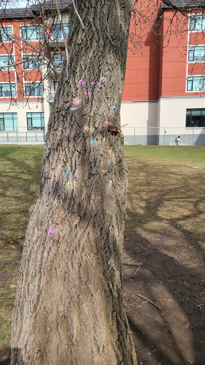 MrsMacKinder's tweet photo. Measurement in kindergarten can look like a lot of different things. Today it was all about measuring how high we can climb the tree. "I went higher than last time!" "I'm very far from the ground."
A healthy dose of risk taking is always fun!
@HolySpiritOCSB https://t.co/CqjUNlNspy