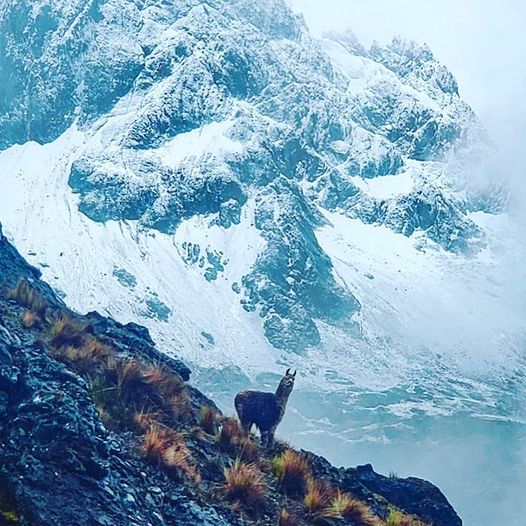 perutwp's tweet photo. Healing hot springs? Peaceful scenery on a private trek through the Andes? ⛰ I'll take it! Learn more about the Lares trek 💁🏽‍♀️

https://t.co/UAs2P8WiVY

#larestrek #hike #perutravel #travel #hiking #travelblogger #TravelBlog https://t.co/GytKRpuXoZ
