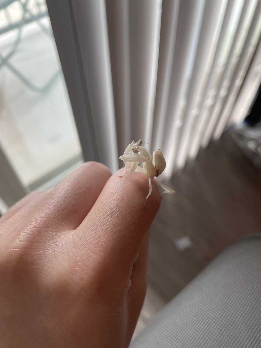 NotCodyM's tweet photo. my little freak is still growing https://t.co/v6HDHrtkYC