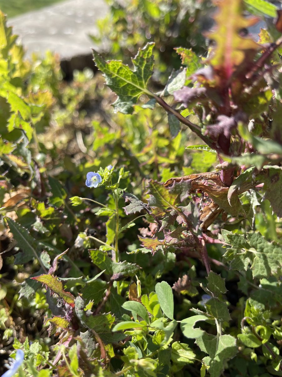 ElaineCox11's tweet photo. All these wild plants are growing in my pots. I hate to remove them so they’re staying a while. #forthepollinators #biodiversity https://t.co/oR3S4kjm5x