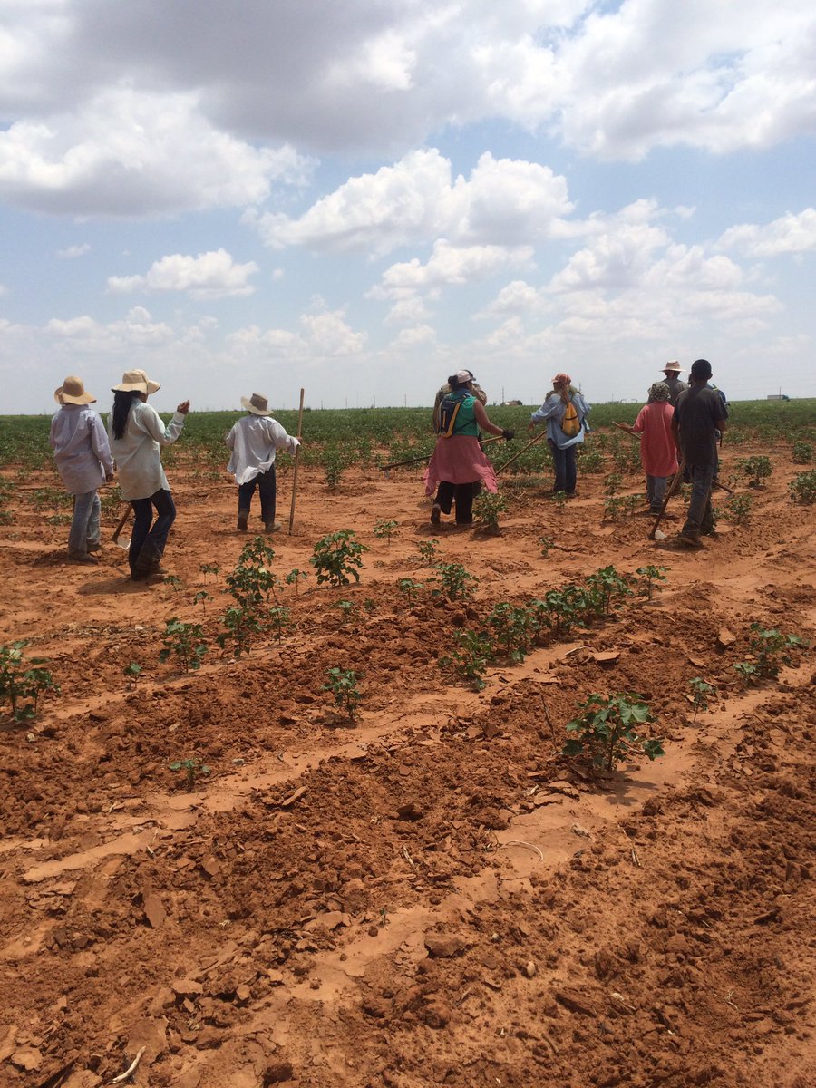 MonicaD07914771's tweet image. My favorite days at work is when I am out in the fields with our families and kids! #migranteducationprogram