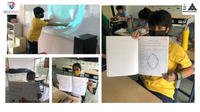 RidgeInfo's tweet image. Students of Grade VII identified different types of teeth and explained their function during science class. They were also able to reflect their understanding in front of peers using the image on whiteboard. #scienceskills #typesofteeth @NidhiTewarii