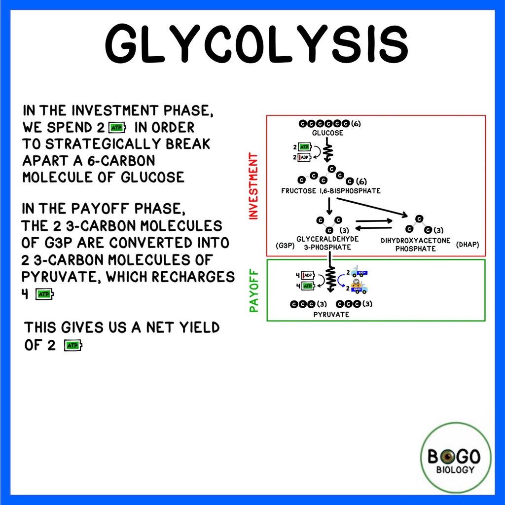 BOGObiology tweet media