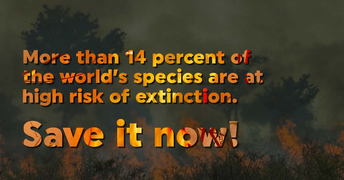 RainforestTrust's tweet photo. Each day, we lose an average 80,000 acres of tropical rainforest to deforestation, releasing carbon into the atmosphere.

Tomorrow, in honor of #EarthDay 🌎 gifts to the Conservation Action Fund will be matched, up to $20,000. Take action and #saveitnow!  https://t.co/5ho0ygzen4 https://t.co/2qYdqsg1WK