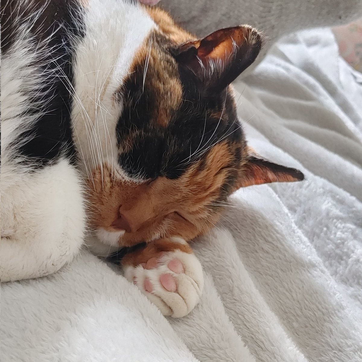 purple_moose's tweet photo. In preparing for @elon's imminent ownership of Twitter, I wish to categorically affirm that yes, I sleep with the love of my life, Katniss Everdeen. #ElonMuskBuyTwitter #calico #CatsOfTwitter #Katniss #BellyRubs #PetsnPurrs #cats #PowerPaw™️ #PowerClaw™️ https://t.co/is2fyJzLNT