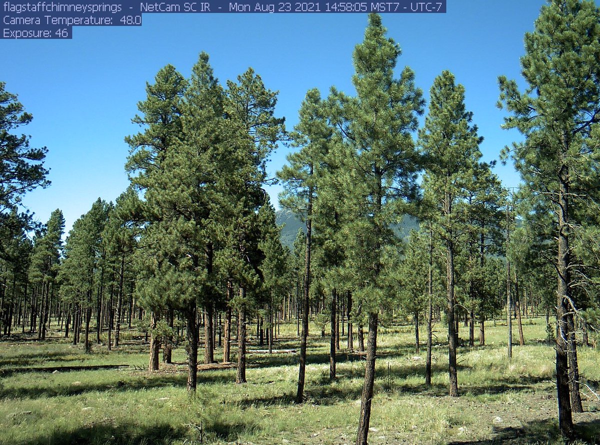 The Richardson Lab @EcossNAU <a href="/NAU/">NAU</a> has a postdoc opening, working on CO2/H2O fluxes and phenology with #NEONData, #AmeriFlux &amp; #PhenoCam.  tinyurl.com/37nrnx33