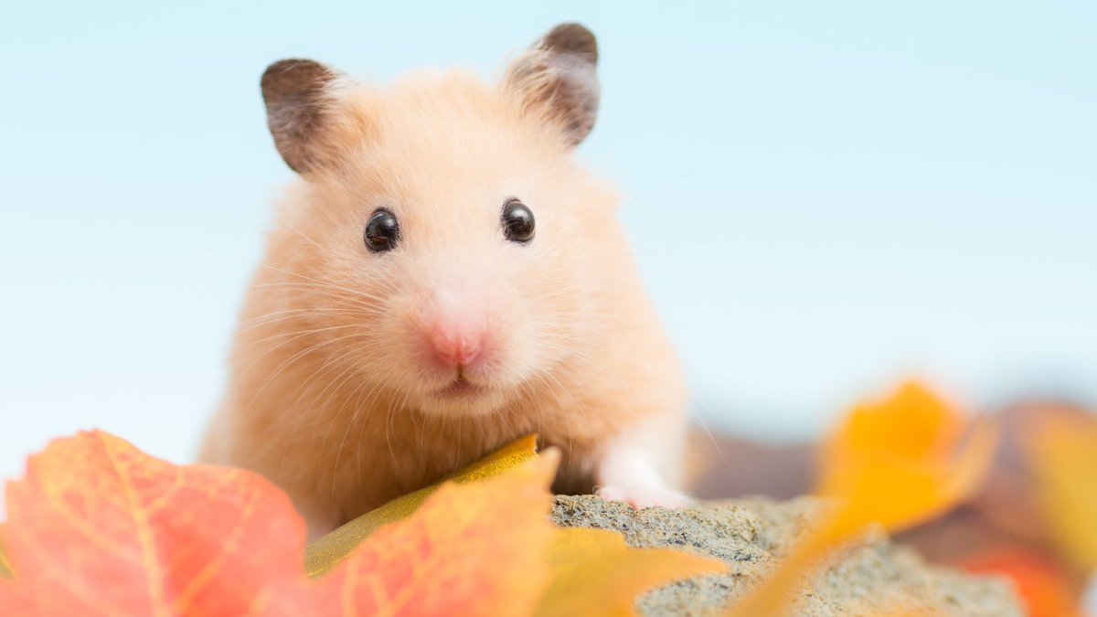 PetfixClub's tweet photo. Is your furry friend acting unusual?

Message a vet at https://t.co/jMOLDxDt9D 🐹

#petfix #askavet #messageavet #pets #animallovers #wellbeing #health #animalsofinstagram https://t.co/Hzyu133r75