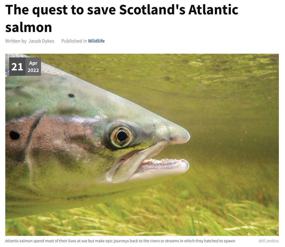“Atlantic salmon evolved using river systems in Scotland that were once way more forested and therefore shaded,yet Scotland is today one of the least wooded countries in Europe”

Restoration is key :

geographical.co.uk/nature/wildlif…