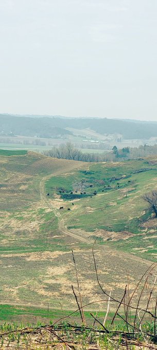 Yay cows!❤️ Cute addition to my hiking route. I love grass puppies https://t.co/1IiViBdjjQ<a href="/tag/mvsales"class="tags"><span>#mvsales</span></a>