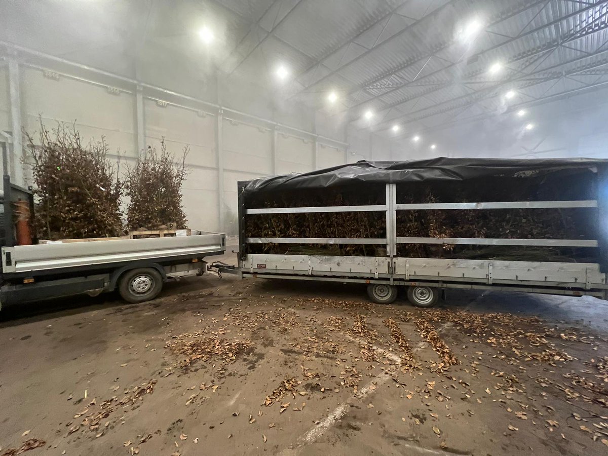 Den Wald &amp; die Hecken vor lauter Bäumen &amp; Blüten nicht sehen: hoffentlich das Ziel dieses Großeinkaufs von 300 Rotbuchen (fagus sylvatica) und 300 Heckenrosen (rosa canina), auch genannt: Hundsrosen, Heiderosen, Hagrosen. Wir wünschen glückliches Verwurzeln auf laaaaaaaange Zeit!