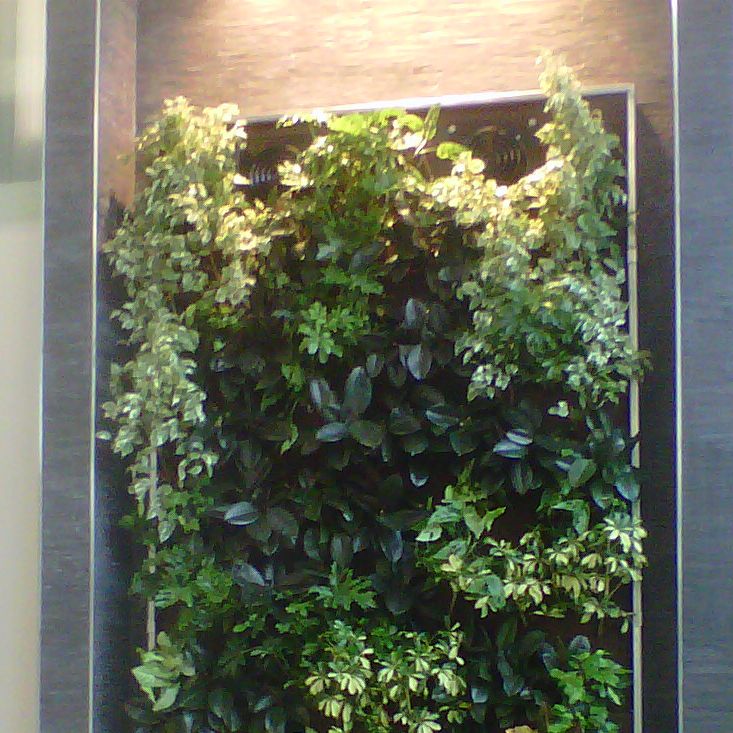 GroupNedlaw's tweet image. Our #livingwalls are not only beautiful but these #biofilters clean odors, remove VOCs and provide fresh air for a fraction of the cost compared to traditional HVAC systems. NedlawLivingWalls.com

A #NedlawLivingWalls Project: Langs 
Cambridge, ON 

Clean air, naturally 🌱