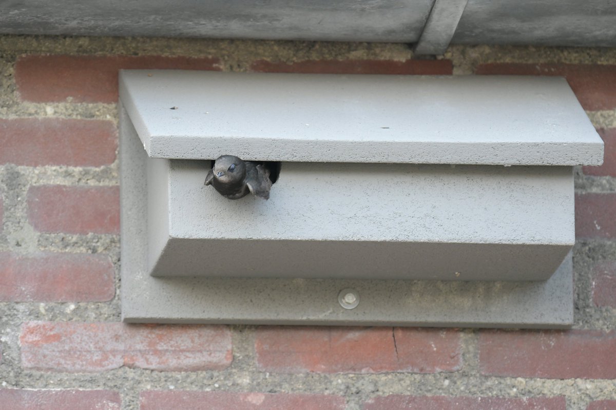 De gierzwaluw arriveert weer in Nederland!

Nestgelegenheid voor de gierzwaluw is steeds minder voorhanden door sloop, renovatie en (na) isolatie. Het plaatsen van een nestkast is daarom ook de ideale oplossing om de gierzwaluw te helpen. 

#gierzwaluw

vivarapro.nl/gierzwaluwen