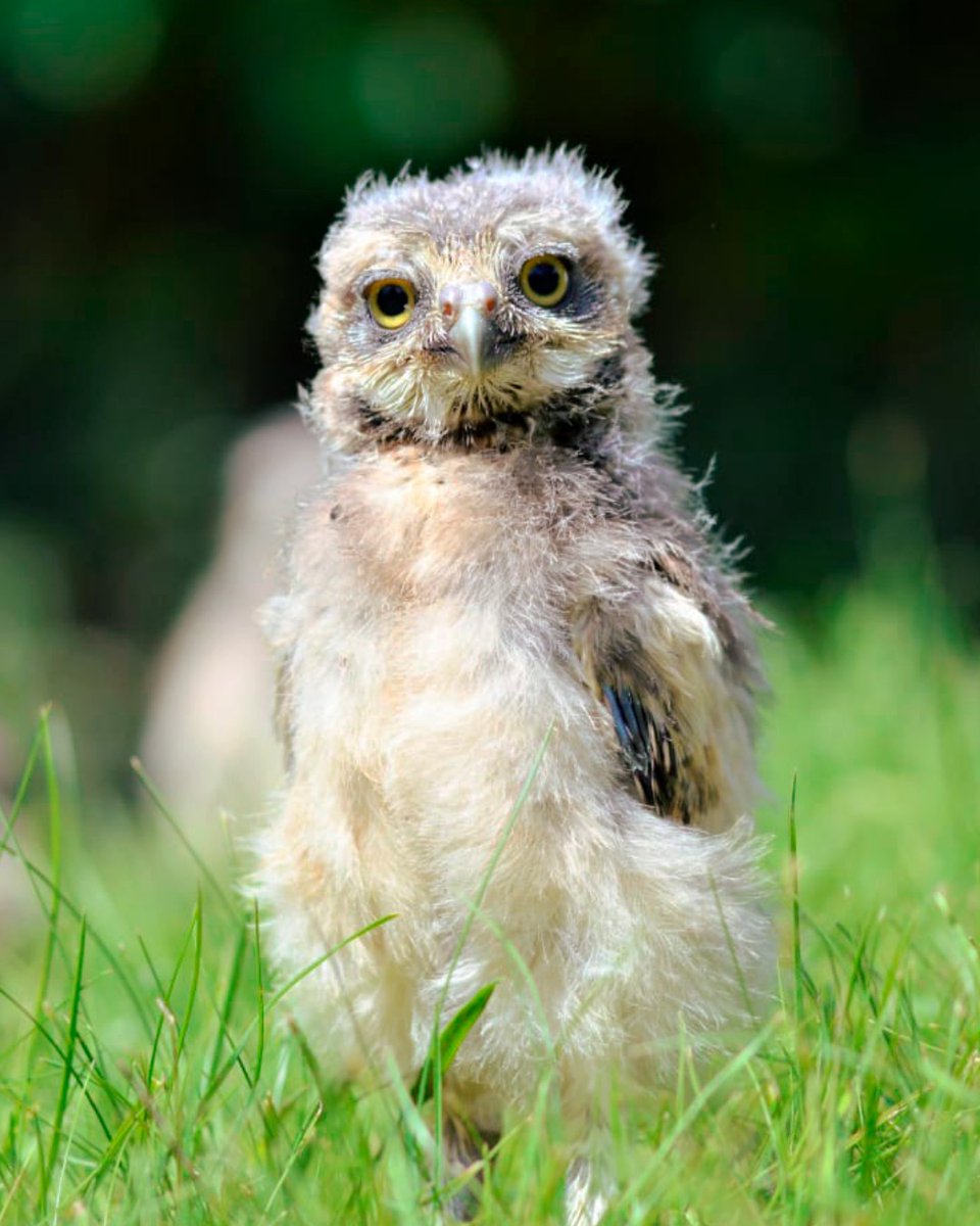 🦉 Our Easter Eggstravaganza is still in full swing! 🦉 Take part in our FREE Great Egg Hunt Trail and you could be in with the chance of winning a Birdworld Gift Card worth £25! 🎉 📷 Ellie, Senior Aviculture Keeper