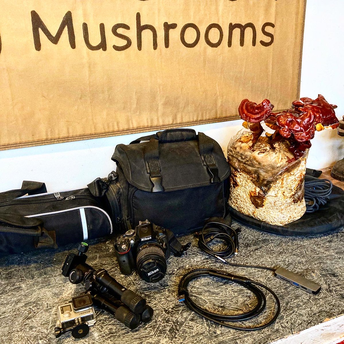 FatFoxFungiClub's tweet photo. 📸🍄Calling London photographers, videographers &amp; mushroom lovers with a keen eye! Join the Fungi Club Visual Content Team and get involved in the Fungi Club Start Up Group - Thursday evenings in May!  https://t.co/2AWbxCdWx9

#londonphotographer #mushrooms #London #Walthamstow https://t.co/hBQ688jFFN