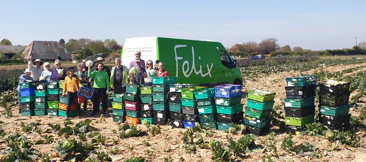 Thank you to our gleaning volunteers on todays mega glean for London Food Charity <a href="/felixprojectuk/">thefelixproject</a> colleagues from Hythe.we gathered 1 ton of cabbages +some 564 kilos of produce for local food charities.
Appreciate the kindness of our farmer hosts at Boundary Rd Farm

 #gleaning