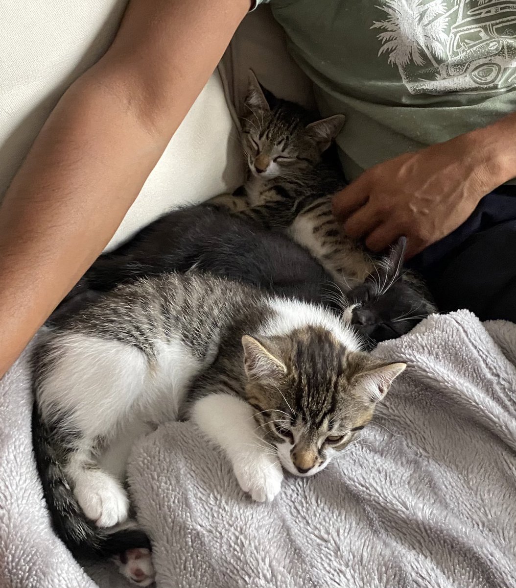 AriadnCuxirimay's tweet photo. Five minutes apart. It got too hot in the sunshine and SOMEONE needed to stretch out.
#SunnyPatch #ThursdayVibes #CatsOfTwitter #Cats #KittensOfTwitter https://t.co/abwAu8t5F0