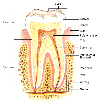 PrsannakumarP's tweet photo. Steel bite pro
Steel Bite Pro Is A Supplement That You Can Choose If You’re Having Trouble With Your Teeth And Gums. Not Only Does The Substance Have A Natural Composition, But It Is Also Of A Reliable Nature. It Helps To Get Rid Of Pain. Click here-https://t.co/hjyaf4N1nh https://t.co/7l7RPcF2Ie