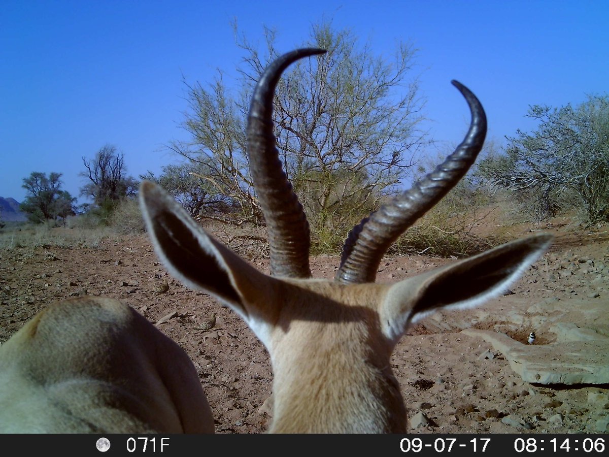 WildIDApp's tweet photo. Perfect composition.
#springbok #sparrow #cameratrap #wildlifephotography #wildlife #trailcam #trailcamera 
#gamecamera #cameratrapping #cameratrapsoftware #remotesensing #dataanalysis #datavisualization #Tech4Wildlife
#ecology #biodiversity #ai #machinelearning #speciesdetection https://t.co/Wv2epqGjbL