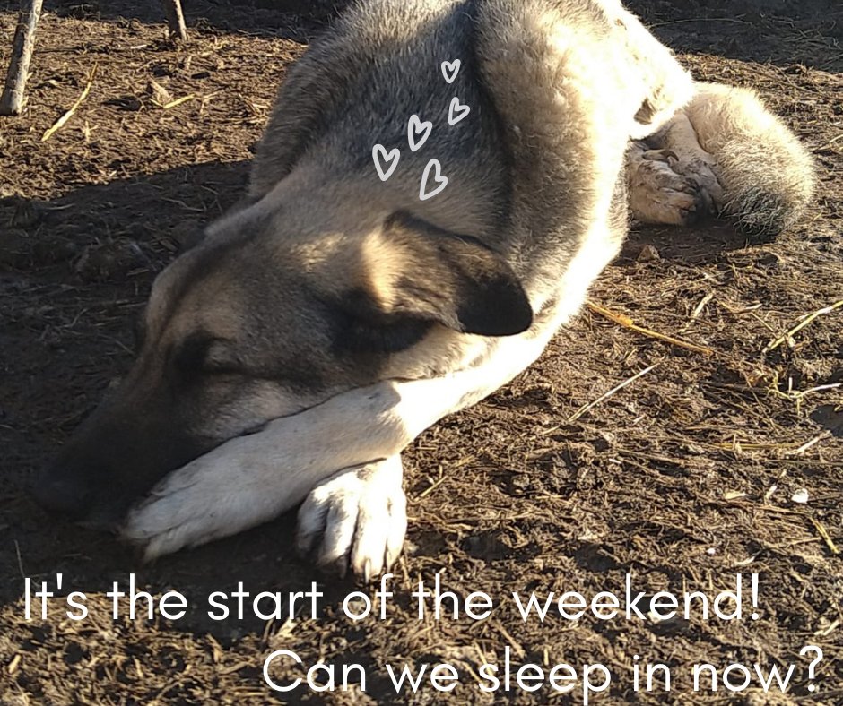 re__animate's tweet photo. It's Friday again, and we're all looking forward to getting lots of sleep....
Who are we kidding, only the animals get lots of sleep around here! 😂  #reanimate #BridgeofAllan #charity #animal https://t.co/tBtZBVOFvR