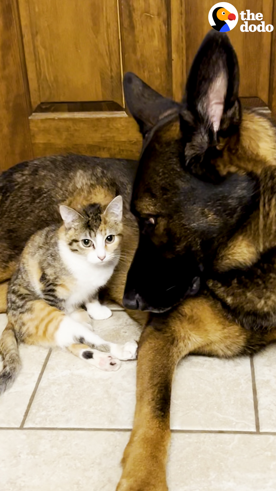 German hotsell shepherd kitten