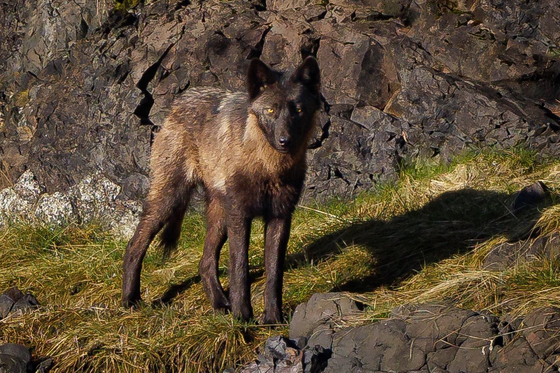 markusthalassia's tweet photo. If wolves - and other sentient animals - can experience aesthetics and leisure in any way analogous to how we experience nature (ie: quality of life / health) — should wilderness be conserved for more than just habitat value and species survival? https://t.co/IBqxKUnLnz