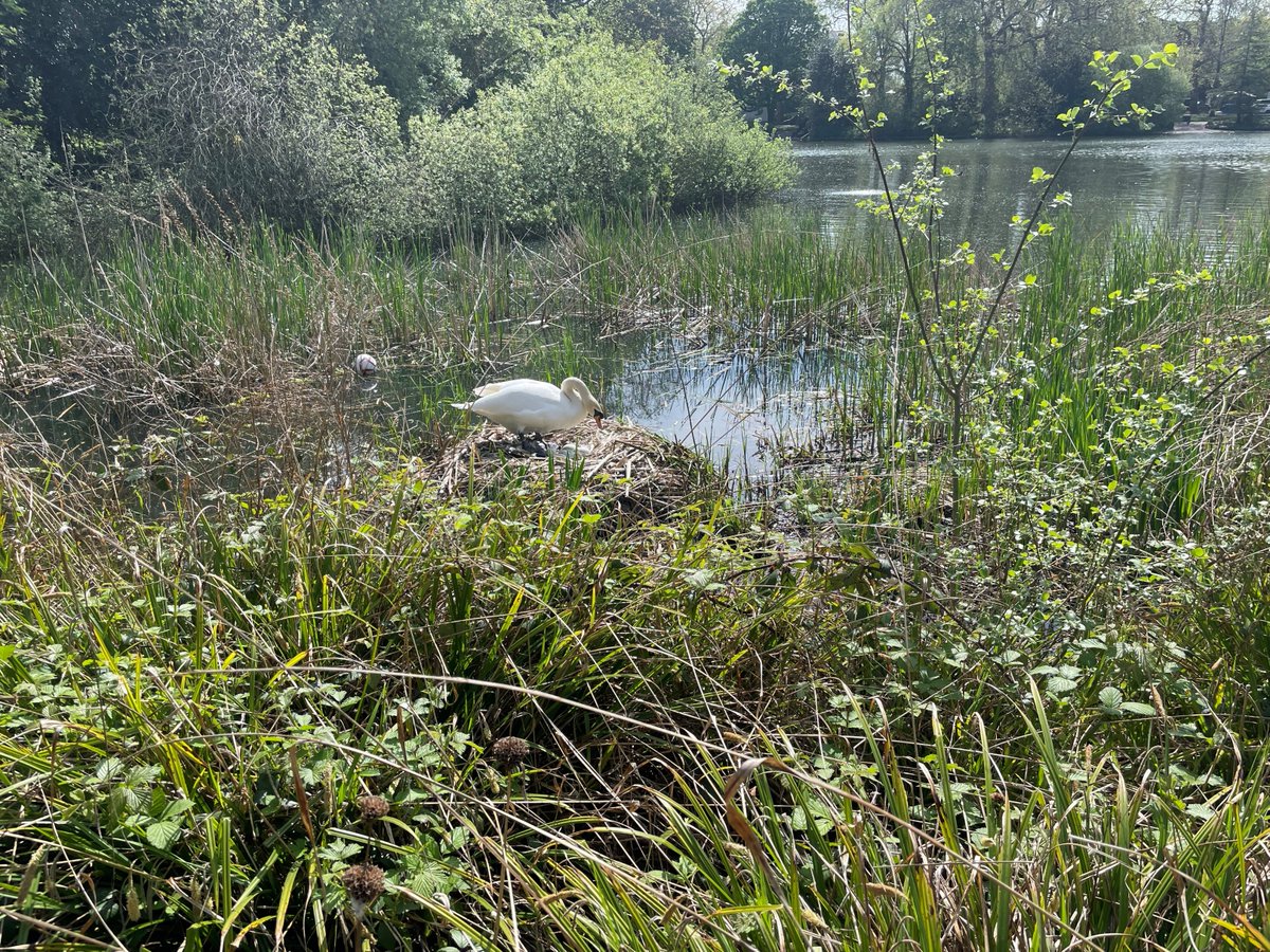 maisie_tom's tweet photo. A lovely wander in Battersea Park with Brenna @wildcapital, to learn about everything from stone flies to herons. This lovely mute swan and her bountiful batch of blue eggs seemed to be a point of real community connection to the park, as passers by commented on signet dramas. https://t.co/jtMulpiDjk