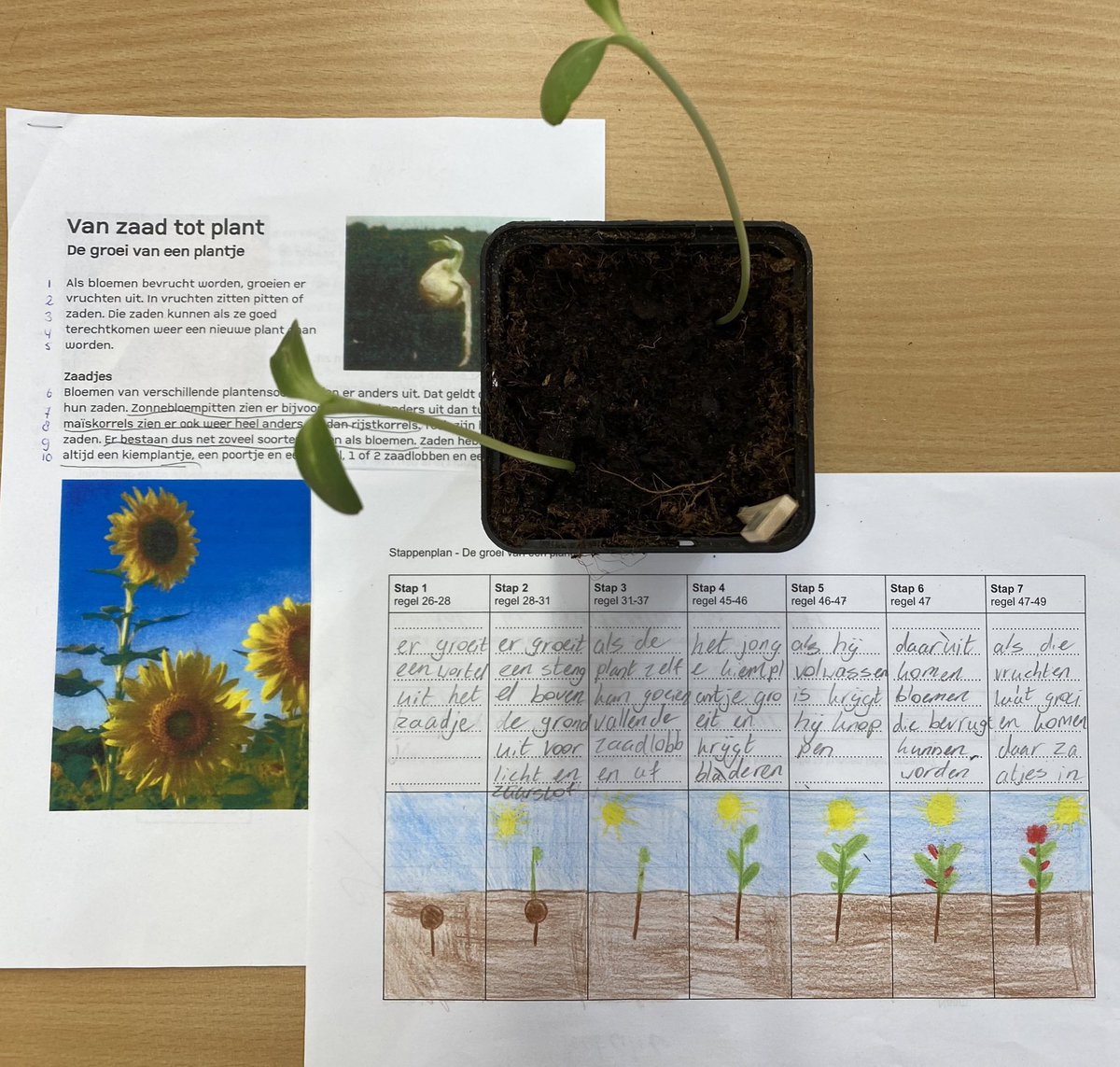 EliseDekkr's tweet photo. De groei van een plantje 🌱 #closereading In de sessies leerden we over zaden, kiemplantjes, de groei tot een plant en wat daarvoor nodig is. Met die kennis zijn we zelf ook aan de slag gegaan met zaaien. In de tuin rond het plein en in de klas🌺 #lezen #verwondering 🌻 #kennis https://t.co/GkN67FYwO9