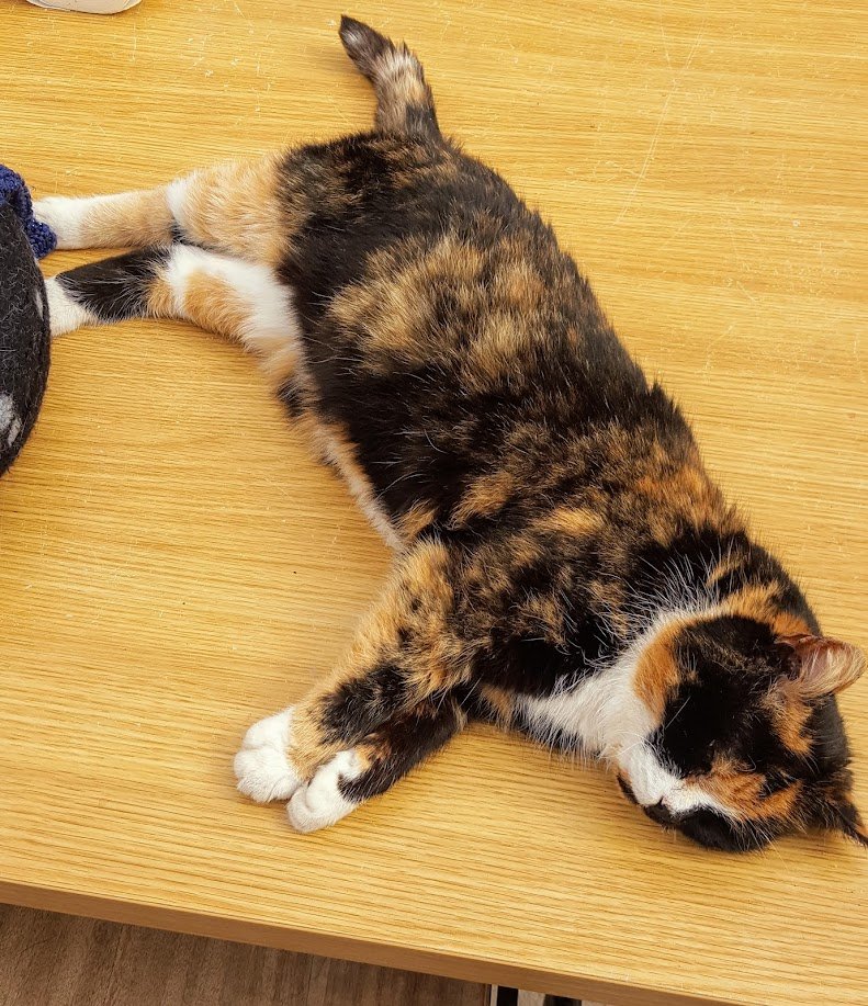 AllotmentCat's tweet image. I'm getting a bit worried. The Commonwealth Games humans still won't let our humans come to the allotments by car when the Games are on. I keep thinking about what would happen if one of us had a terrible accident and needed the vet urgently. I got upset and had to lie down.