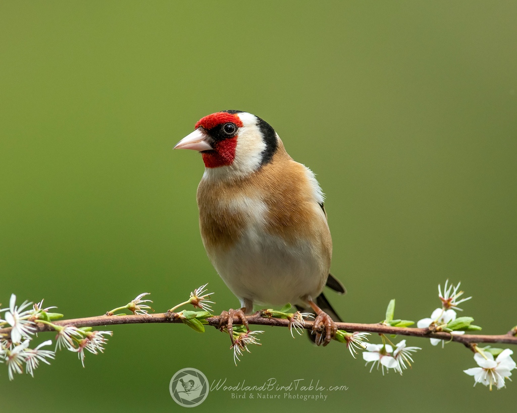 Goldfinch #BBCWildlifePOTD #Nature #BirdPhotography #Birds #WildlifePhotography @NatureUK @WildlifeMag @iNatureUK @Wildlife_UK @BirdWatchingMag @Britnatureguide @BBCCountryfile woodlandbirdtable.com instagram/woodland_bird_table