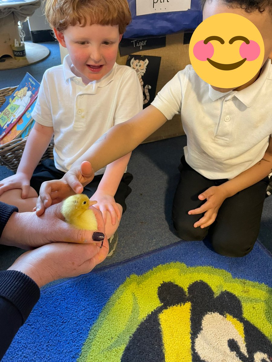 Meet Stripe and Cupcake, 2 of our 5 ducklings that have hatched so far!