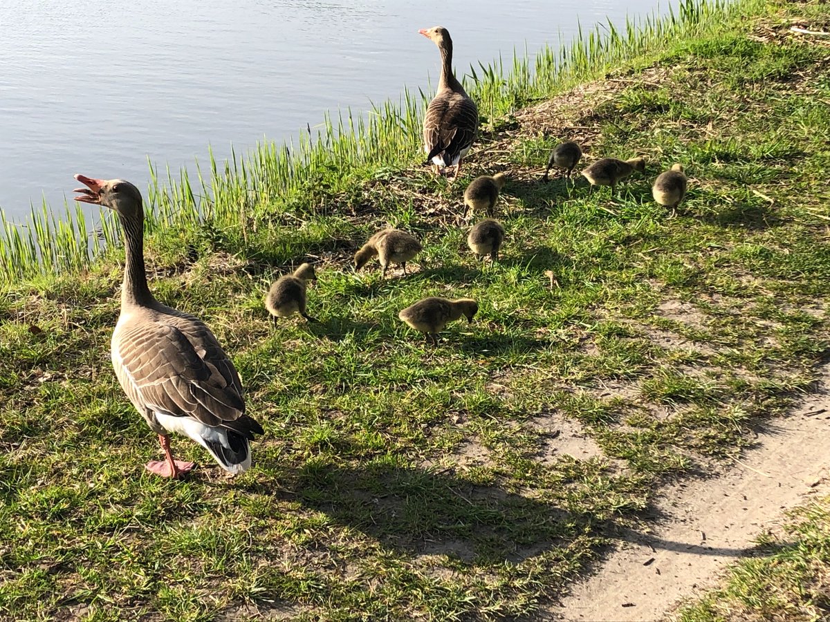2JanHuisman's tweet photo. @sallandia Iets verderop langs het kanaal een setje met 8 en een setje met 14 kleintjes. https://t.co/aKGTYuAY7V